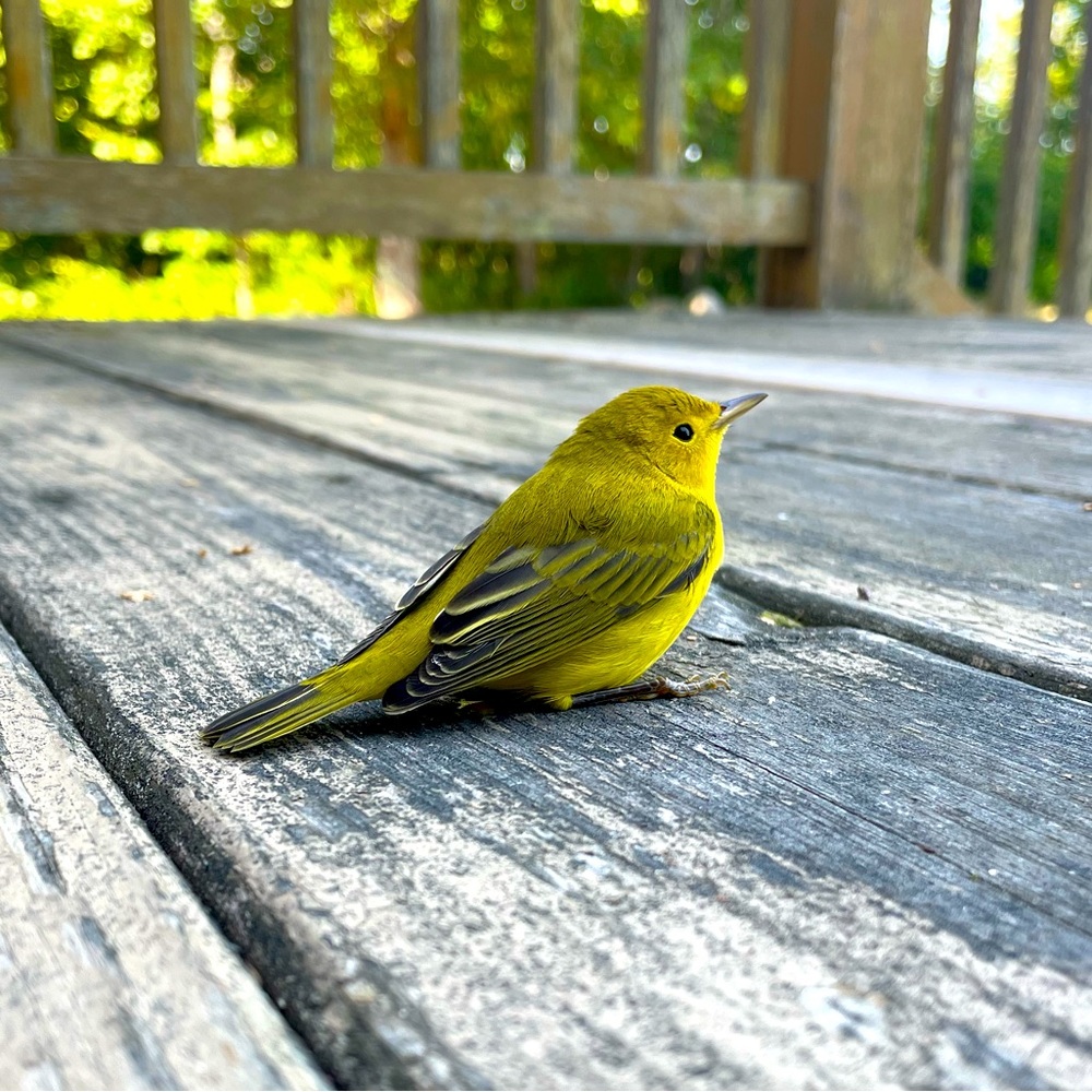 Meet your Posher, Abigail